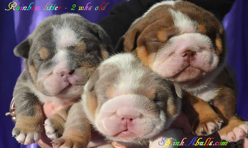 lilac bulldog puppies & chocolate blue tri english bulldog puppies